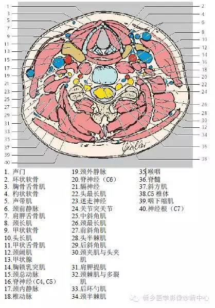 颈部精细横断位解剖+详细标注