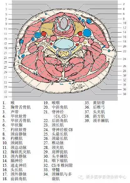 颈部精细横断位解剖+详细标注