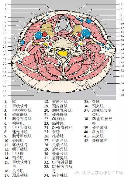 颈部精细横断位解剖+详细标注