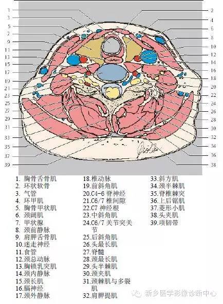 颈部精细横断位解剖+详细标注