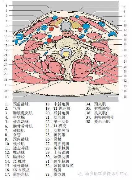 颈部精细横断位解剖+详细标注
