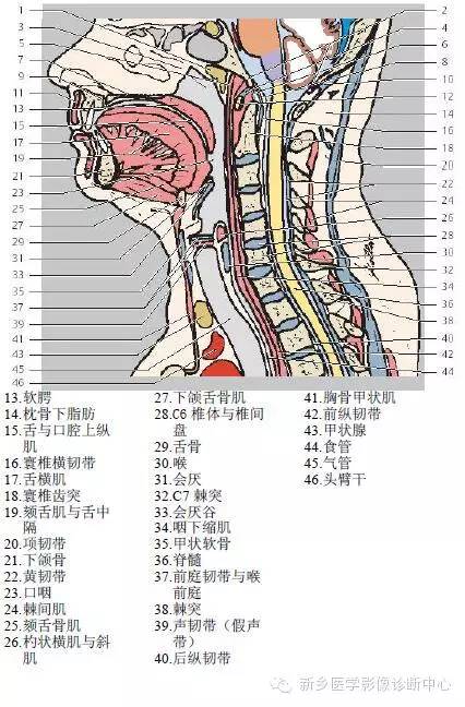 颈部失状位解剖+详细标注