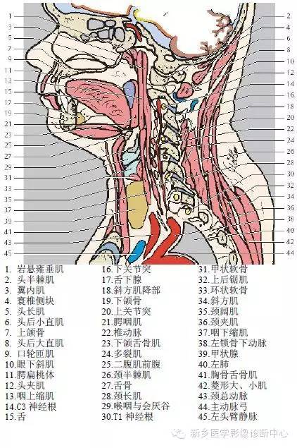颈部失状位解剖+详细标注