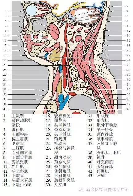 颈部失状位解剖+详细标注