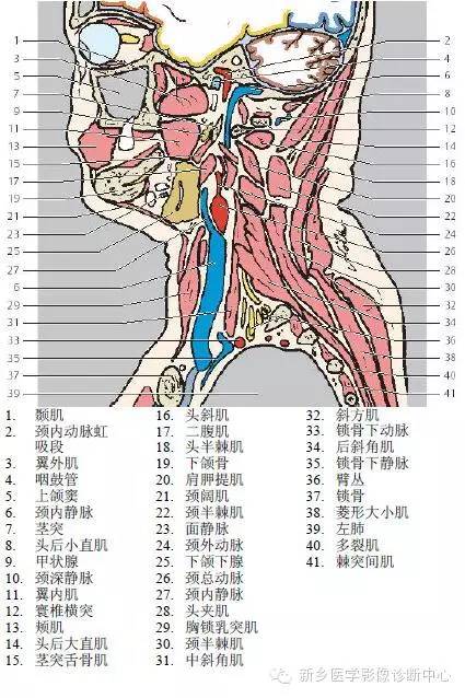 颈部失状位解剖+详细标注