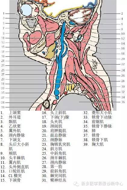 颈部失状位解剖+详细标注