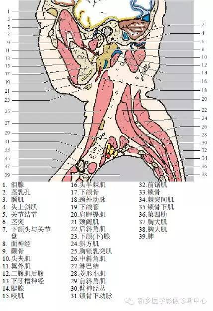 颈部失状位解剖+详细标注