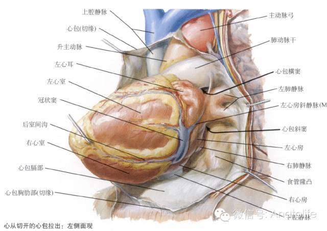 心包窦及隐窝 心包窦及隐窝