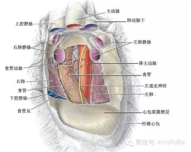 心包窦及隐窝 心包窦及隐窝
