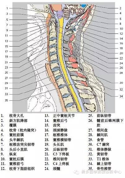 颈椎精细解剖+详细标注