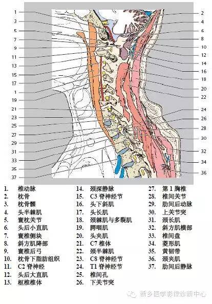 颈椎精细解剖+详细标注