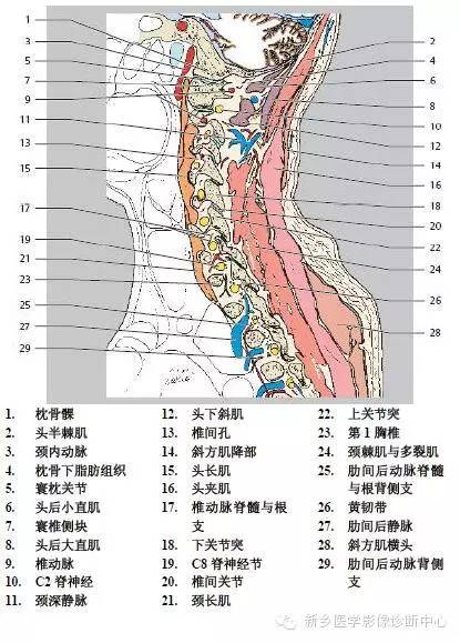 颈椎精细解剖+详细标注