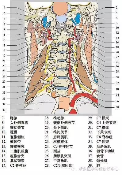 颈椎精细解剖+详细标注