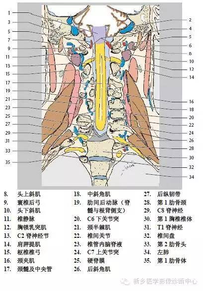 颈椎精细解剖+详细标注