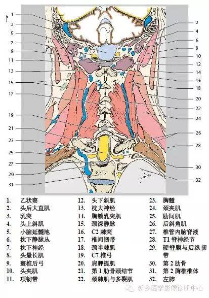 颈椎精细解剖+详细标注