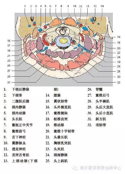 颈椎精细解剖+详细标注