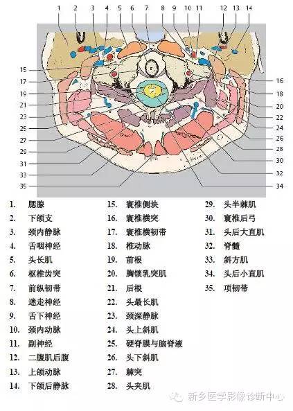 颈椎精细解剖+详细标注