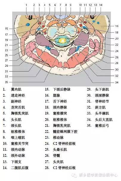 颈椎精细解剖+详细标注