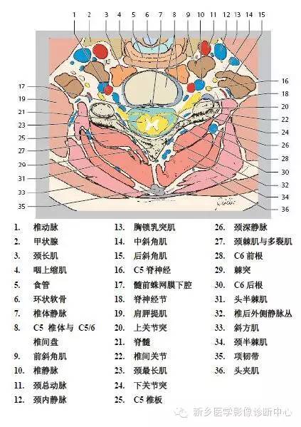 颈椎精细解剖+详细标注