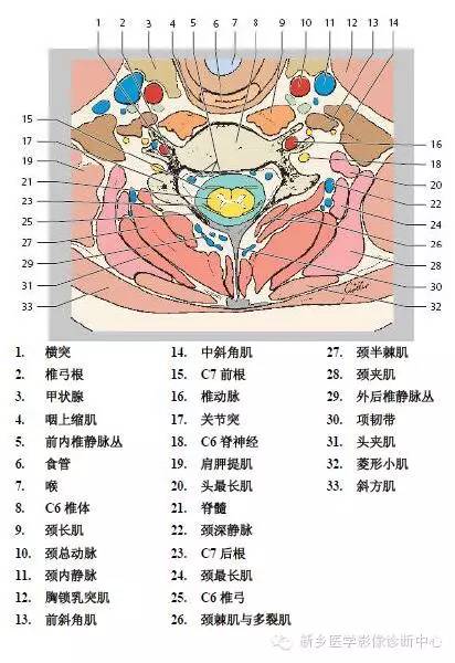颈椎精细解剖+详细标注