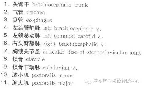 胸部横断位解剖+详细标注