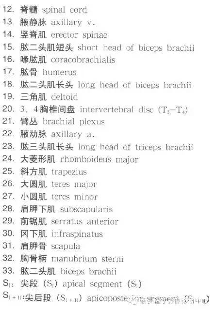 胸部横断位解剖+详细标注