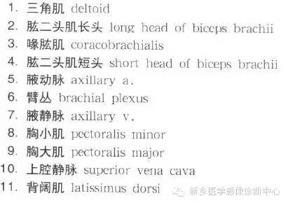 胸部横断位解剖+详细标注