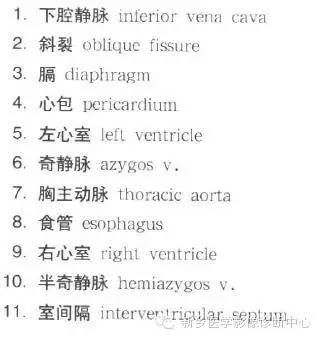 胸部横断位解剖+详细标注