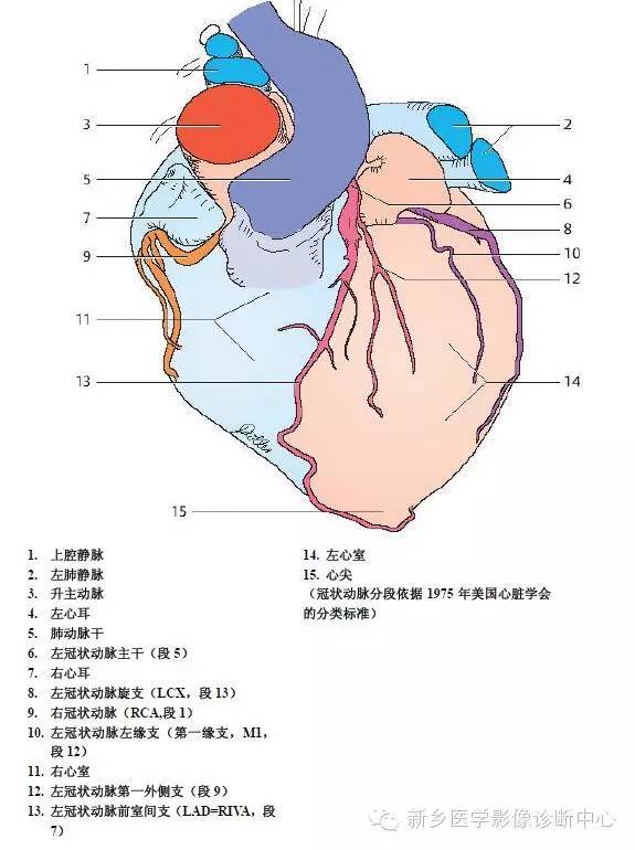 【病例】胸部血管（含冠脉）解剖+详细标注