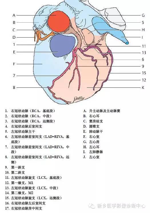 【病例】胸部血管（含冠脉）解剖+详细标注