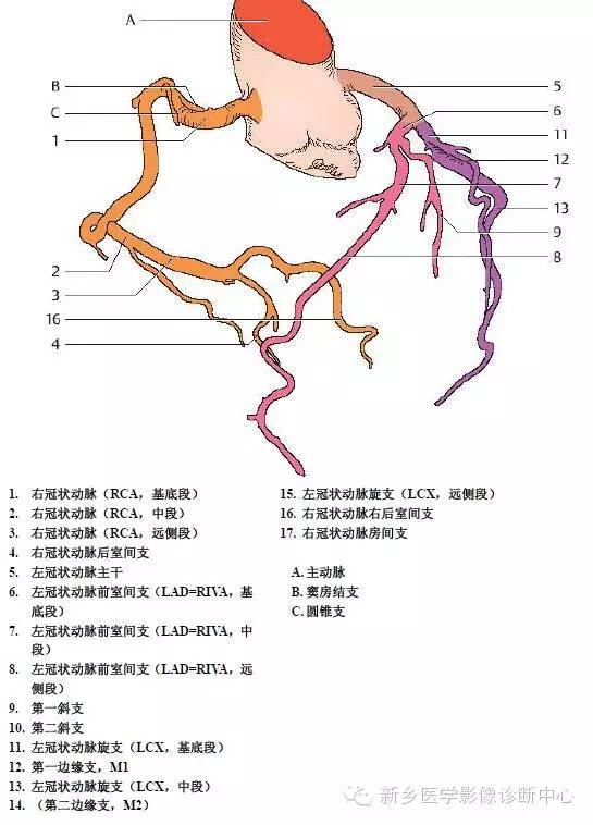 【病例】胸部血管（含冠脉）解剖+详细标注