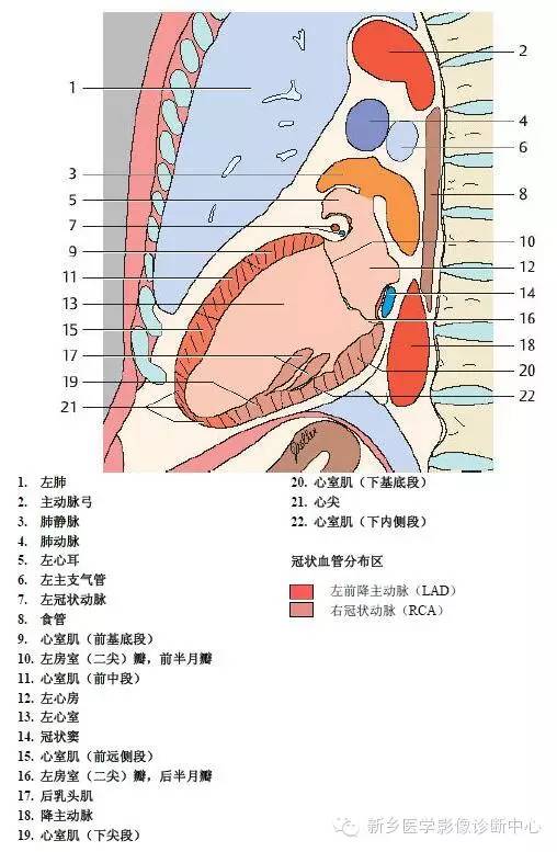 【病例】胸部血管（含冠脉）解剖+详细标注