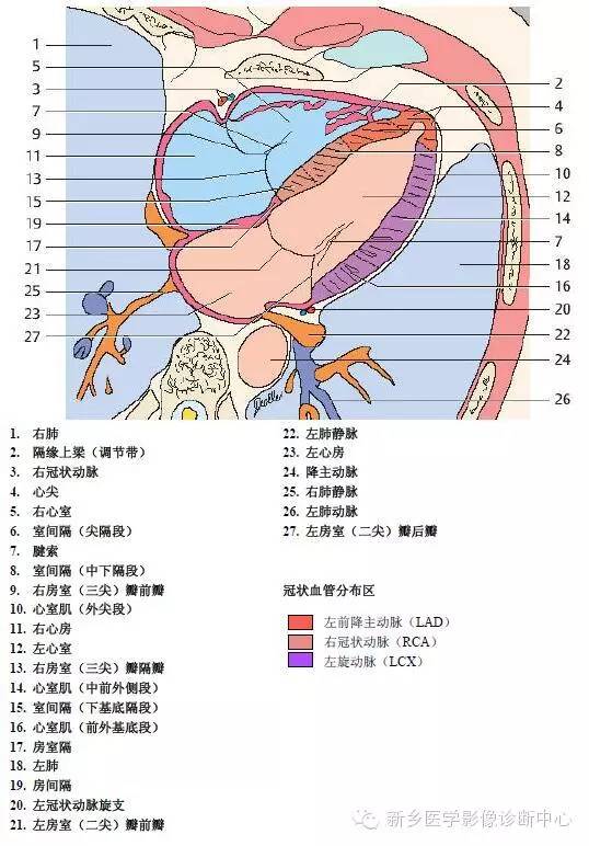 【病例】胸部血管（含冠脉）解剖+详细标注