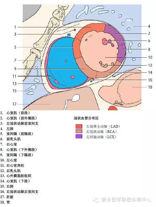 【病例】胸部血管（含冠脉）解剖+详细标注