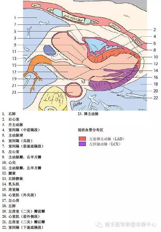 【病例】胸部血管（含冠脉）解剖+详细标注