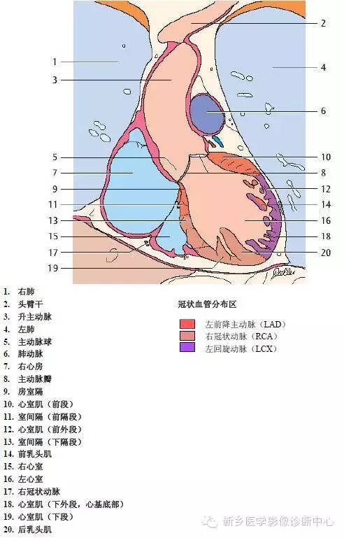 【病例】胸部血管（含冠脉）解剖+详细标注