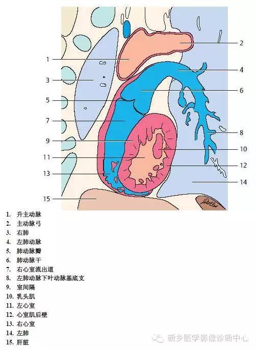 【病例】胸部血管（含冠脉）解剖+详细标注