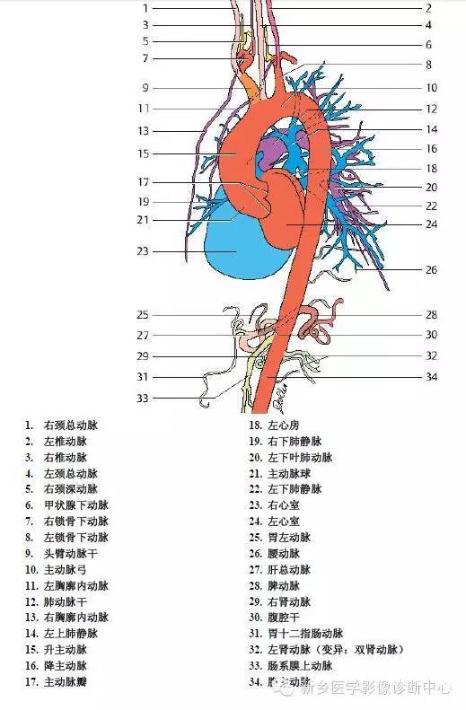 【病例】胸部血管（含冠脉）解剖+详细标注