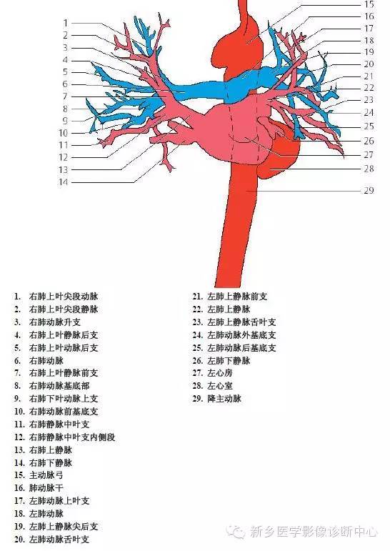 【病例】胸部血管（含冠脉）解剖+详细标注
