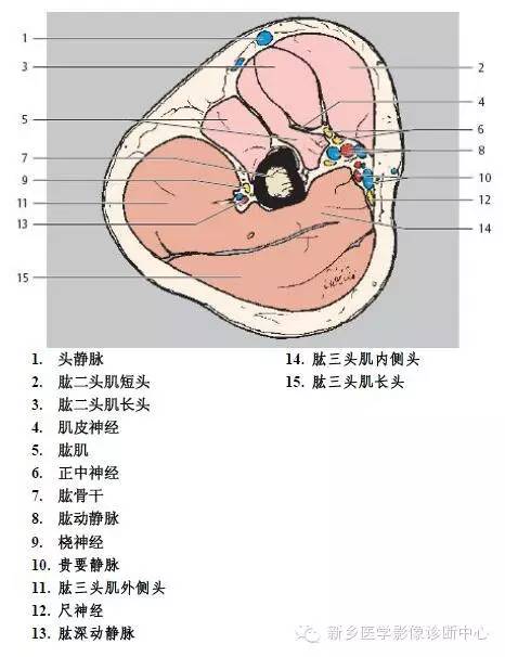 肘关节横断位-矢状位-冠状位解剖+详细标注