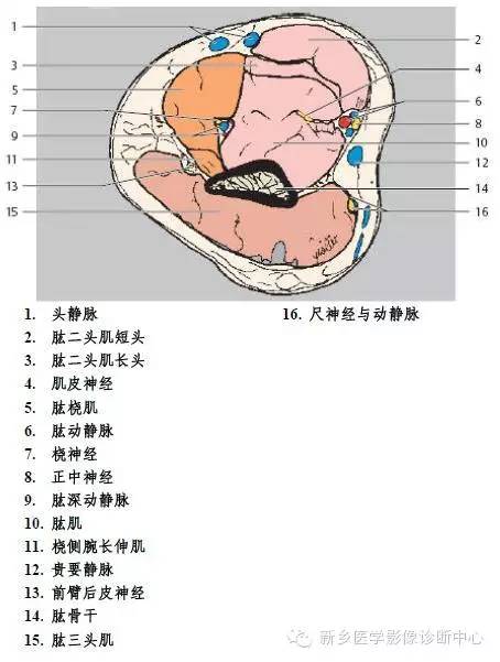 肘关节横断位-矢状位-冠状位解剖+详细标注