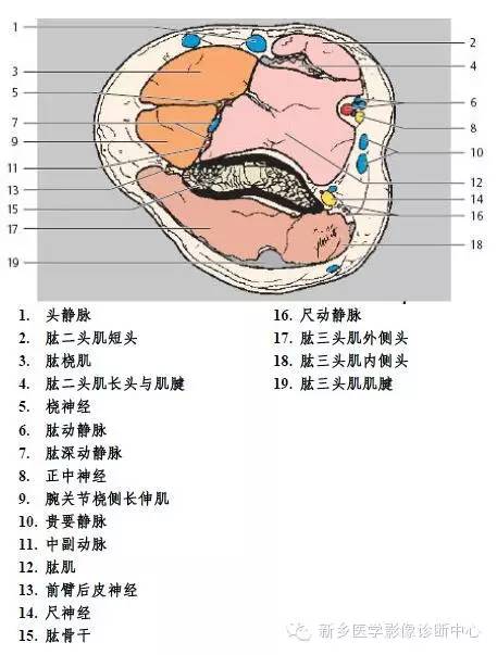 肘关节横断位-矢状位-冠状位解剖+详细标注
