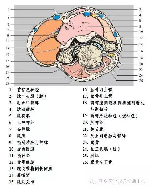 肘关节横断位-矢状位-冠状位解剖+详细标注