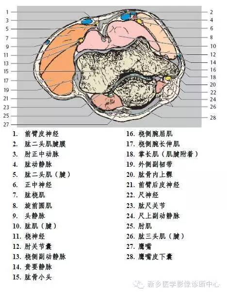 肘关节横断位-矢状位-冠状位解剖+详细标注