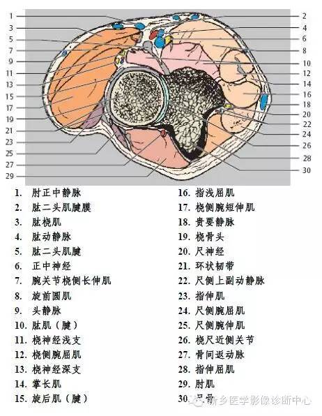 肘关节横断位-矢状位-冠状位解剖+详细标注