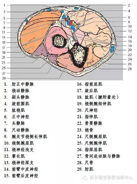 肘关节横断位-矢状位-冠状位解剖+详细标注