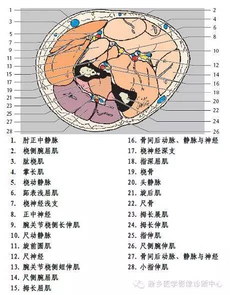 肘关节横断位-矢状位-冠状位解剖+详细标注