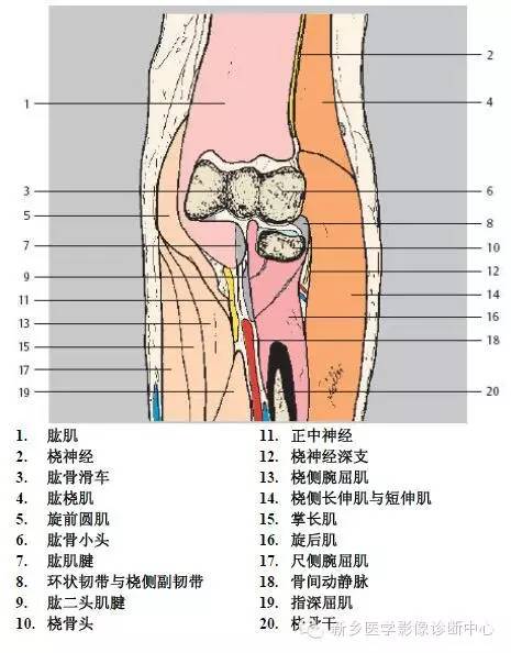 肘关节横断位-矢状位-冠状位解剖+详细标注