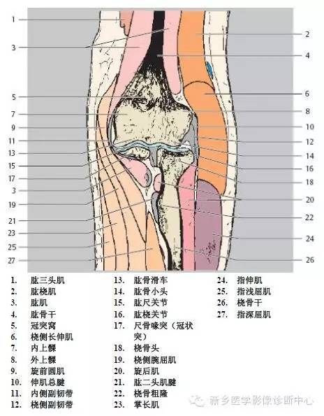 肘关节横断位-矢状位-冠状位解剖+详细标注