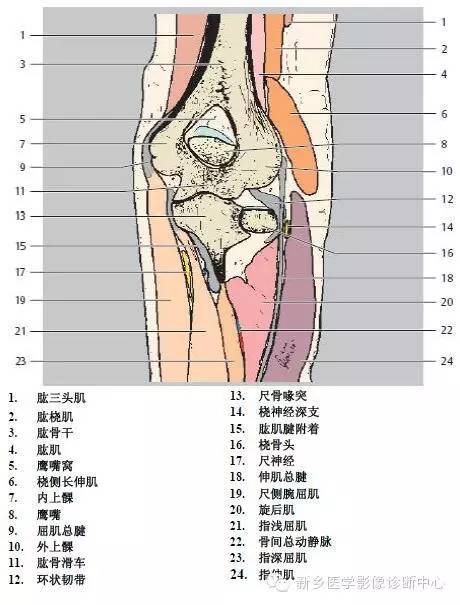 肘关节横断位-矢状位-冠状位解剖+详细标注